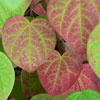 Link to autumn colors gallery