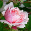 Link to flower portraits gallery