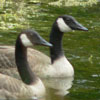 Link to Pond gallery