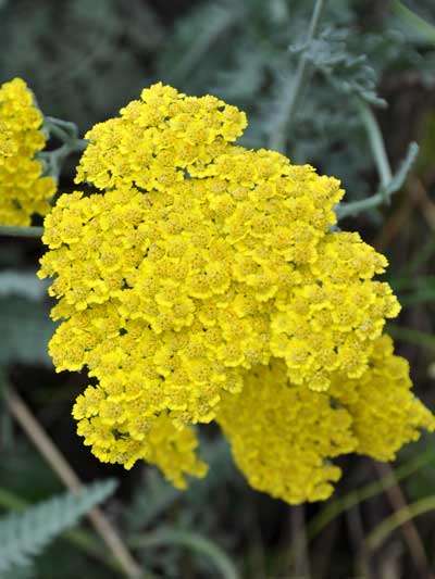 Photo of Achillea x 'Moonshine'