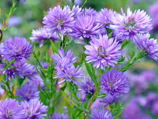 Photo of Aster novae-belgi 'Lady in Blue'