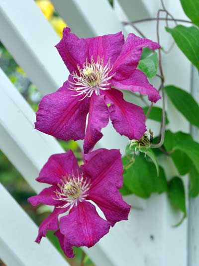 Photo of Clematis 'Ernest Markham'