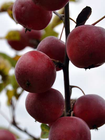 Photo of Aube hybrid crabapple