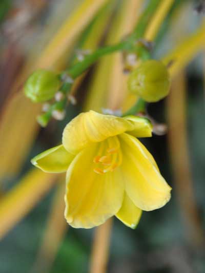 Photo of Hemerocallis 'Stella d'Oro'