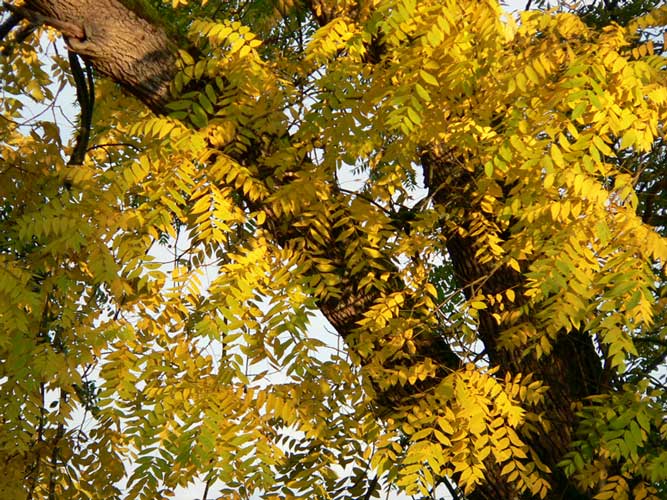 Photo of Juglans nigra