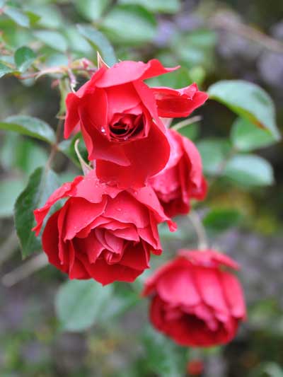 Photo of a rose