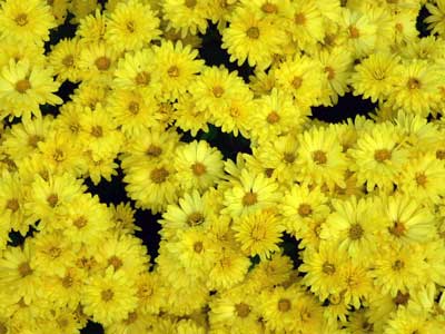 Photo of a chrysanthemum