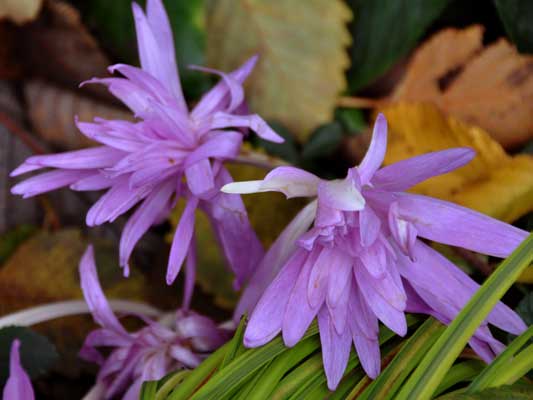 Photo of Colchicum 'Waterlily'