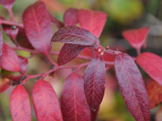 Photo of Leucothoe 'Scarlatta'