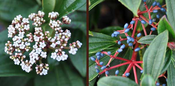 Photo of Viburnum davidii