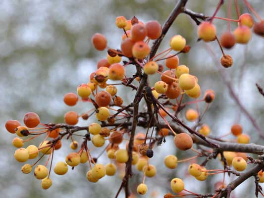 Photo of Malus "Roy Ormiston"