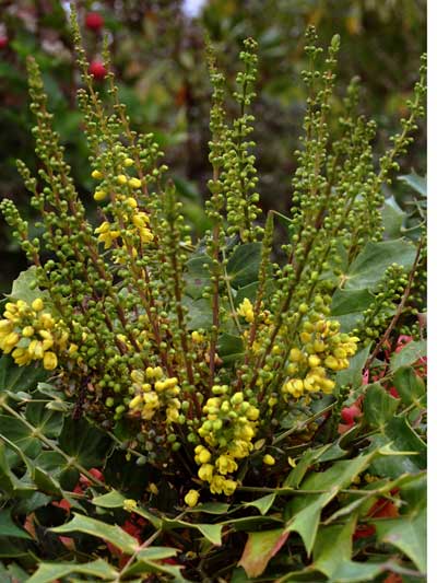 Photo of Mahonia "Arthur Menzies"