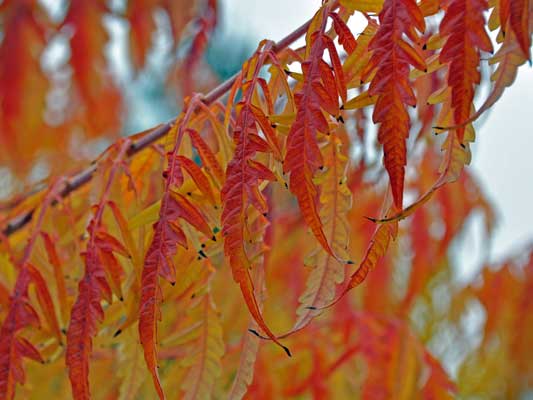 Photo of Rhus typhina "Laciniata"