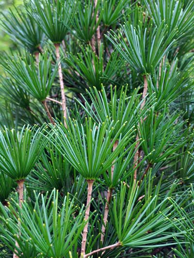 Photo of Sciadopitys verticillata