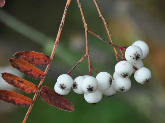 Photo of Sorbus prattii
