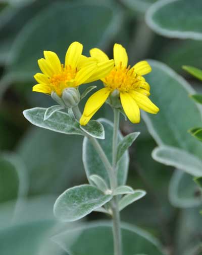 Photo of Brachyglottis greyi