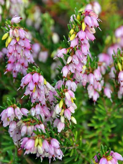 Phot of Erica carnea
