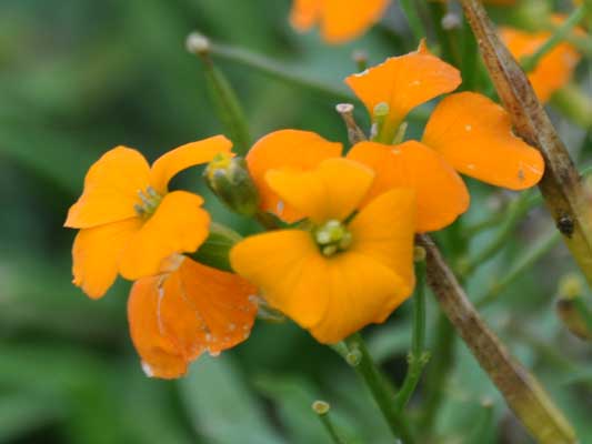 Photo of Erysimum cheiri