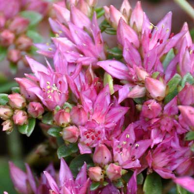 Photo of Sedum spurium "John Creech"