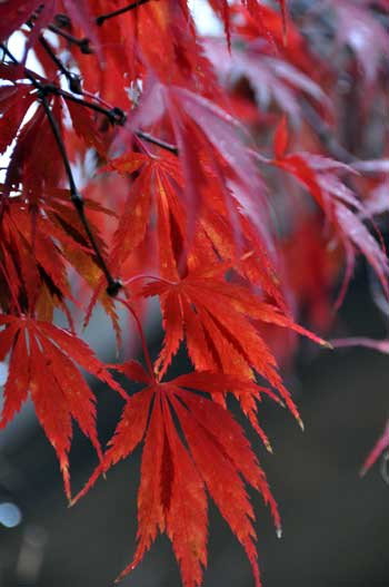 Photo of Acer palmatum