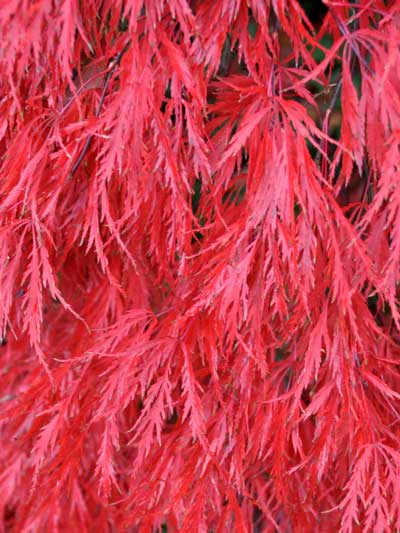 Photo of Acer palmatum