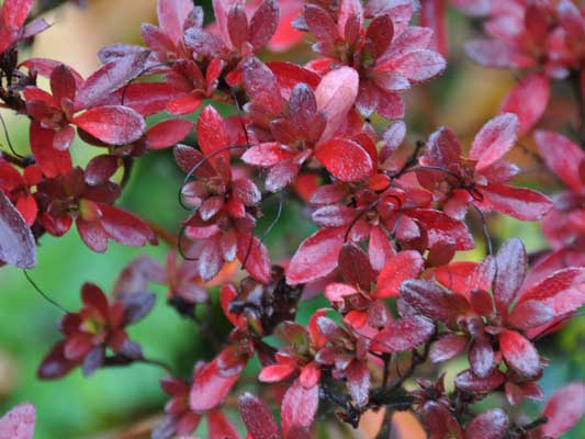 Photo of Azalea "Hino Crimson"