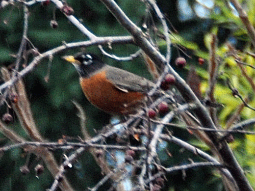 Photo of a robin