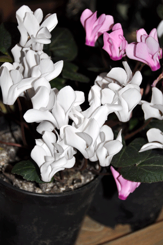 Photo of Cyclamen persicum