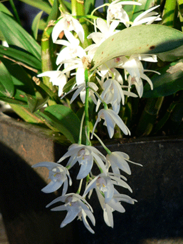 Photo of an orchid