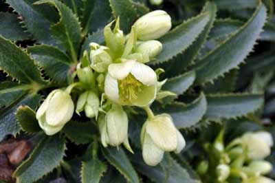 Helleborus argutifolius photo