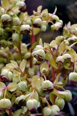 Helleborus foetidus "Wester Flisk" photo