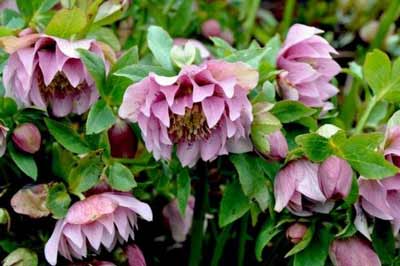 Light spotted double Helleborus photo