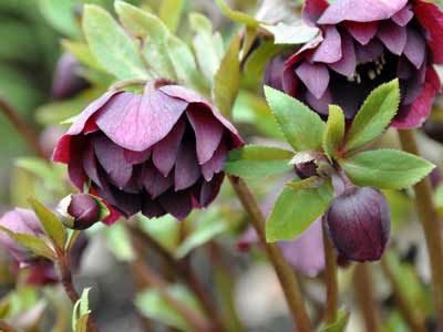 Helleborus "Heronswood Dark Purple" photo