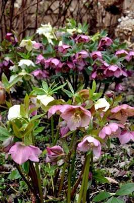 Mixed Helleborus photo