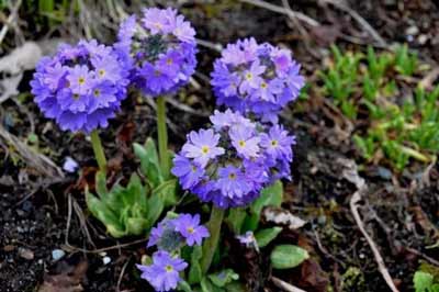 Primula denticulata photo