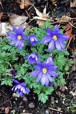 Anemone blanda photo