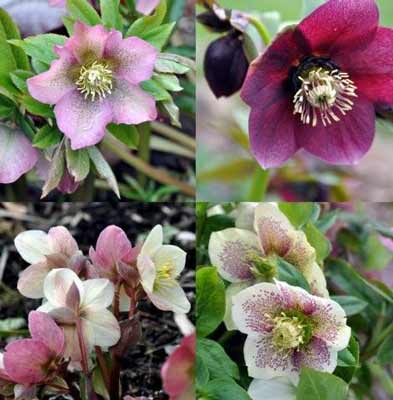 Portraits of four hellebore varieties