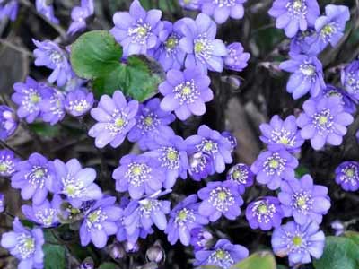 Hepatica nobilis photo
