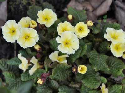 Yellow primula photo