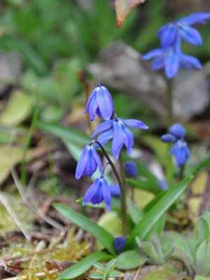 Scilla siberica "Spring Beauty" photo