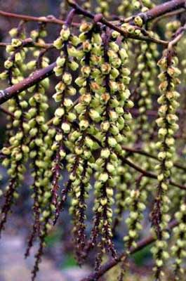 Stachyurus praecox photo