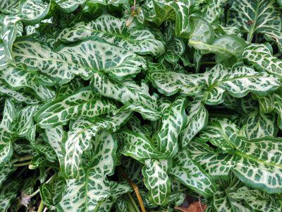 Arum italicum var. pictum photo