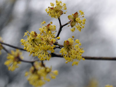 Photo of Cornus mas flower