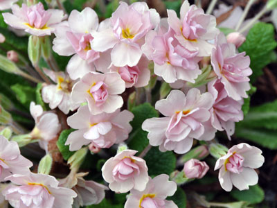 Primula "Sue Jervis" photo