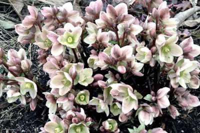 Helleborus "Indian Prince" photo