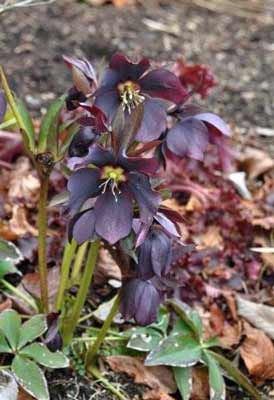 Dark colored Helleborus photo