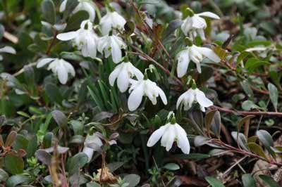 Galanthus nivalis photo