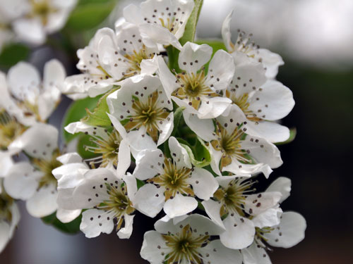 Pear blossoms photo
