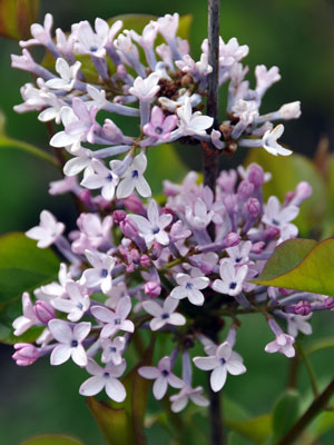 Syringa oblata photo