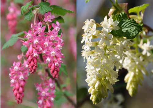 Photos of Ribes sanguinarium and Ribes sanguinarium "Icicle"